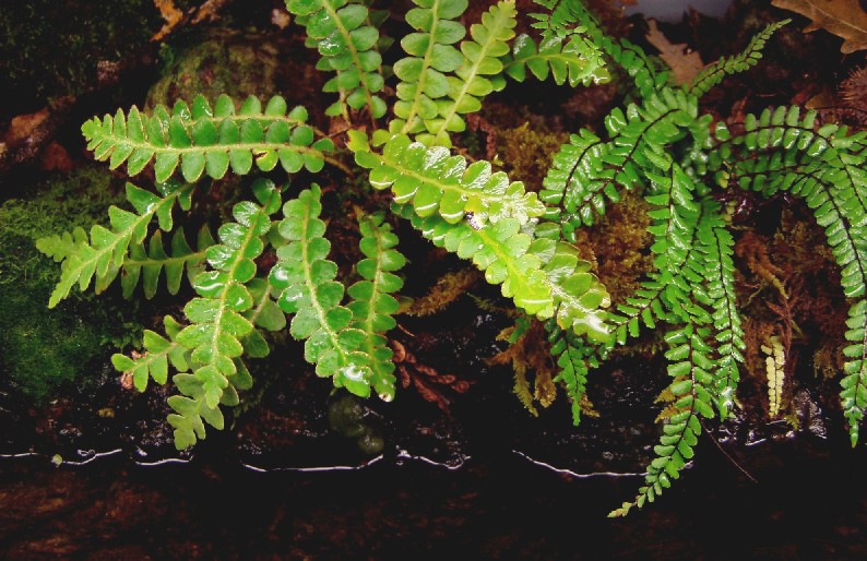 I Terracquari del Centro di Entomologia - Piombino (LI)